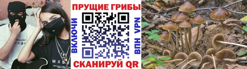 купить наркотики цена  мега ссылки  Псилоцибиновые грибы Psilocybe  Краснозаводск 